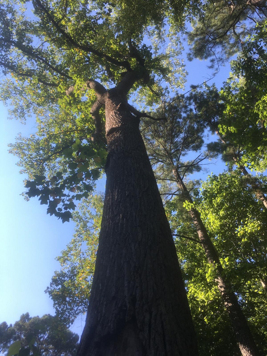 Views from below
