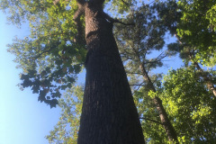 Views from below